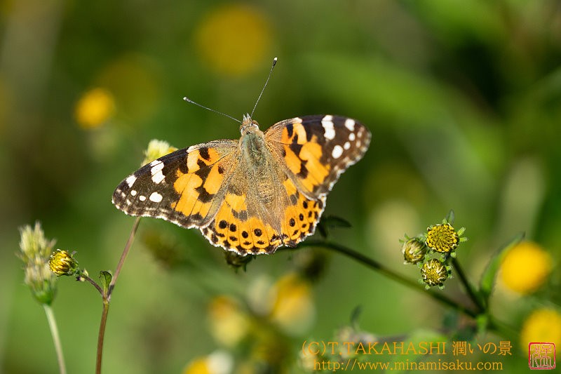 ../Images/7R241013 (36).jpg